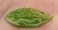Liriomyza phloxiphaga