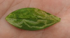 Liriomyza phloxiphaga