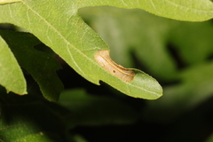 Phyllonorycter messaniella