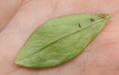Liriomyza phloxiphaga