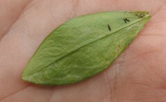 Liriomyza phloxiphaga