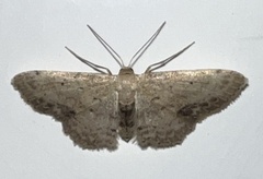 Idaea dimidiata