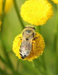 Colletes daviesanus