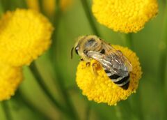 Colletes daviesanus