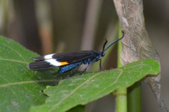 Pidorus