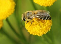 Colletes daviesanus