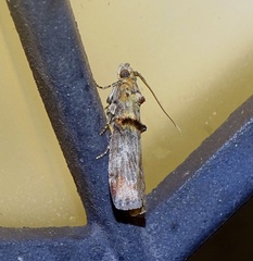 Trachonitis cristella