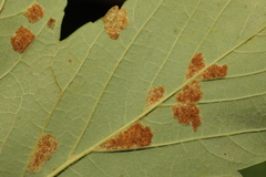 Aceria pseudoplatani