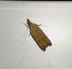 Dichomeris limosellus