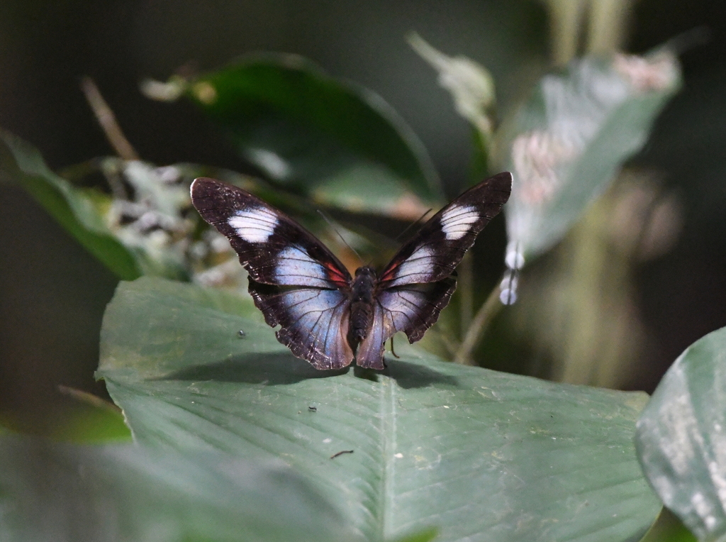 Euphaedra campaspe