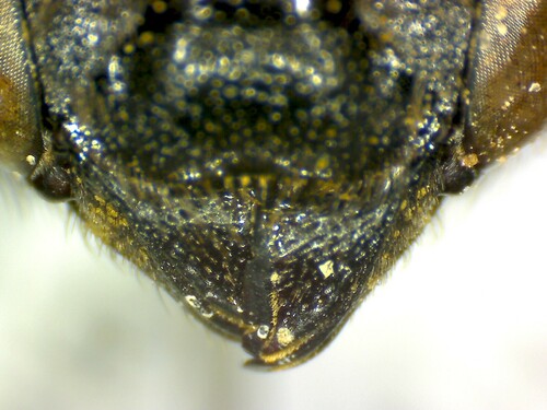 Megachile singularis