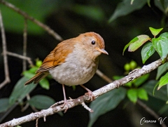 Catharus occidentalis