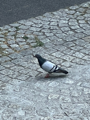 Columba livia domestica