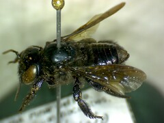 Megachile singularis
