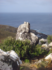 Olearia traversiorum