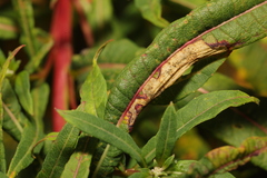 Mompha raschkiella