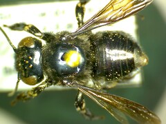 Megachile singularis