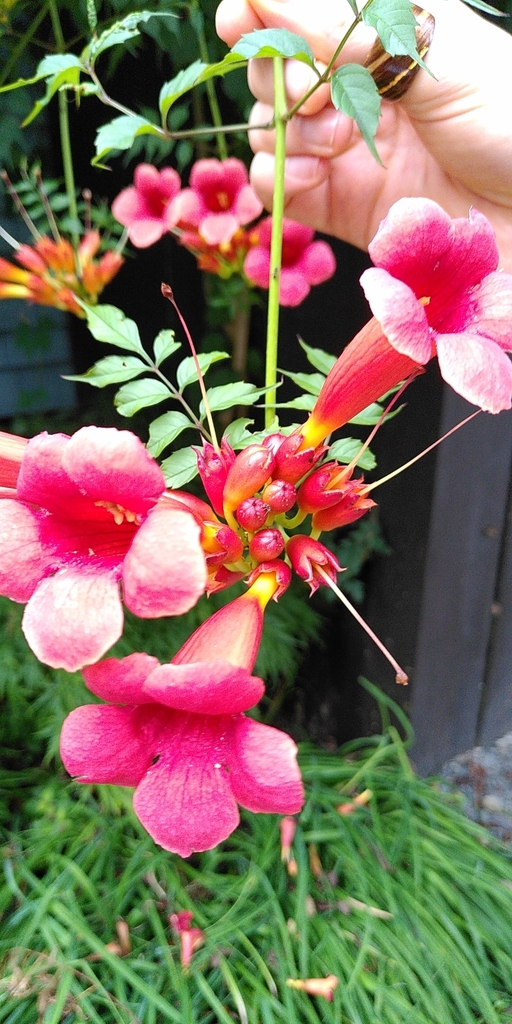 American trumpet vine from Halifax, NS B3L 2Y1, Canada on August 18