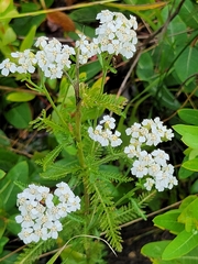 Achillea millefolium borealis