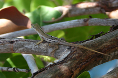 Anolis wattsii