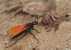 Calopompilus pyrrhomelas