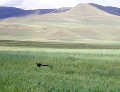 Euplectes progne progne