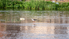 Himantopus himantopus