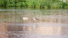 Himantopus himantopus