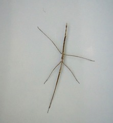 Bactrododema tiaratum