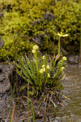 Pedicularis longiflora