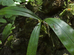 Clintonia uniflora
