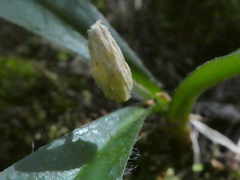 Clintonia uniflora