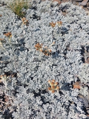 Jacobaea leucophylla