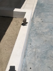 Campylorhynchus brunneicapillus