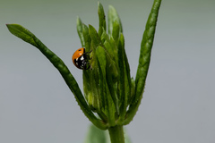 Coccinella septempunctata