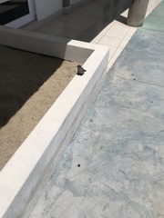 Campylorhynchus brunneicapillus