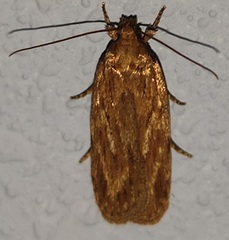 Depressaria daucella