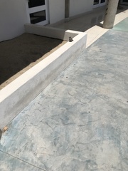 Campylorhynchus brunneicapillus