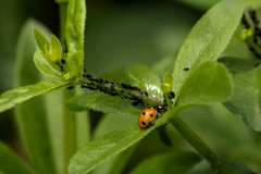 Coccinella septempunctata