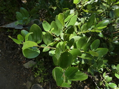 Ceanothus velutinus velutinus