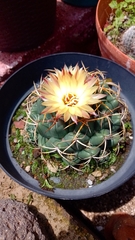 Coryphantha elephantidens