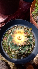 Coryphantha elephantidens