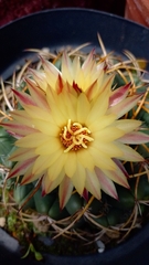 Coryphantha elephantidens