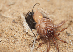 Calopompilus pyrrhomelas