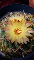 Coryphantha elephantidens