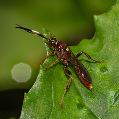 Melanichneumon