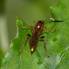 Melanichneumon