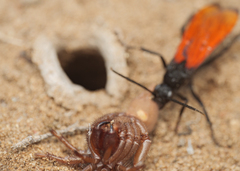 Calopompilus pyrrhomelas