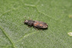 Bitoma quadriguttata