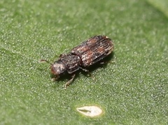Bitoma quadriguttata
